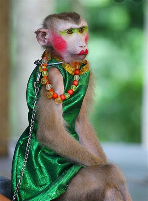 funny female monkey images